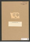 Cocconeis dirupta Greg. (de-Toni-Nr.: Genus 40, Species 1843) Zeichnungen Sammlung Grunow Nr. 3634 (NHMW-BOT-W0371243)